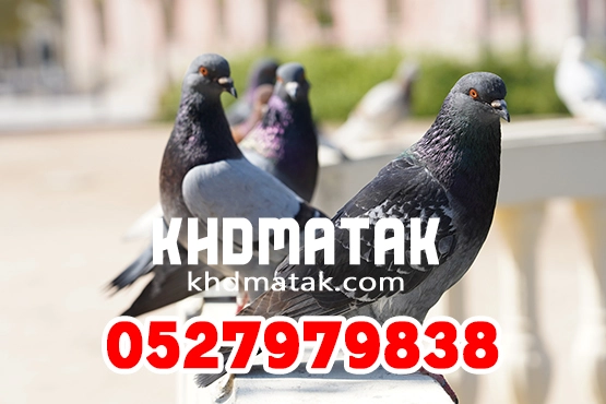شركة مكافحة الحمام في دبي 0527979838 شركة مكافحة الحمام في دبي 0527979838