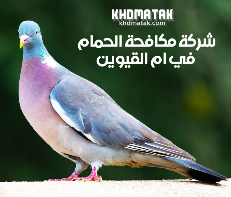 شركة مكافحة الحمام في ام القيوين |0527979838| تركيب طارد الحمام