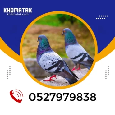 أفضل حلول مكافحة الحمام في الإمارات 0527979838 - رمال العزم