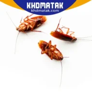 مكافحة الصراصير الشارقة