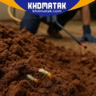 مكافحة النمل الأبيض الشارقة