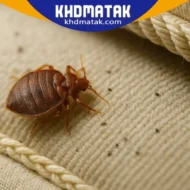 مكافحة بق الفراش الشارقة